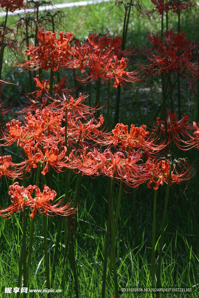 红花石蒜  