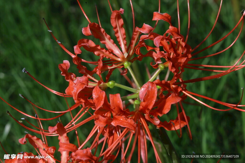 红花石蒜  