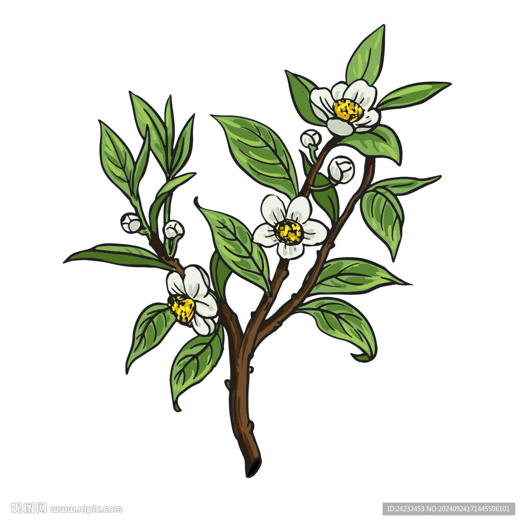 茶花插图