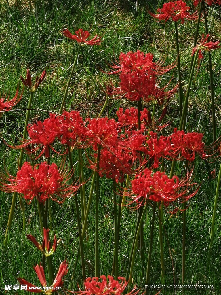 石蒜花 