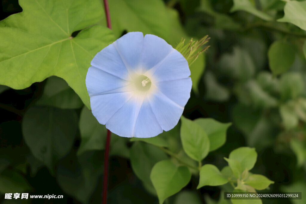 蓝色牵牛花