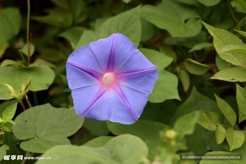 牵牛花