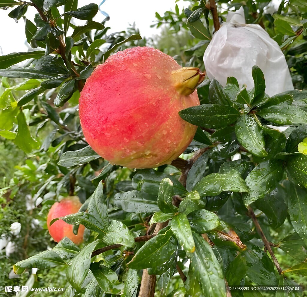 石榴栽培