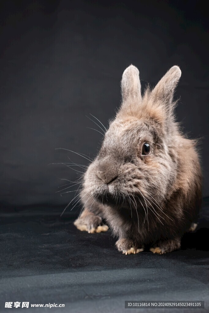 灰色欧洲兔