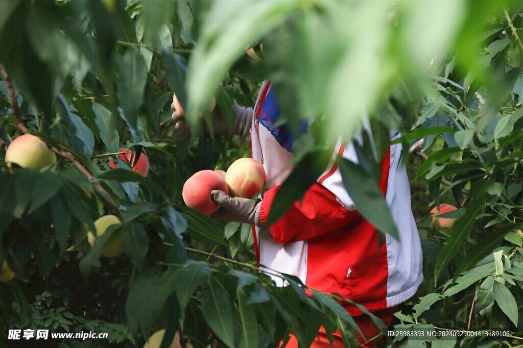 水蜜桃栽培