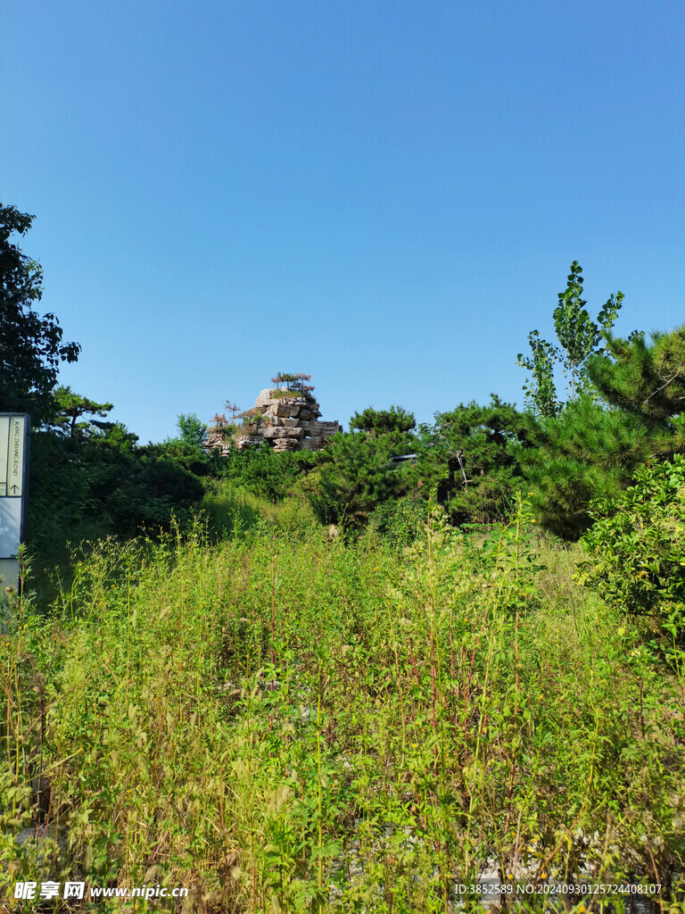 高山树林