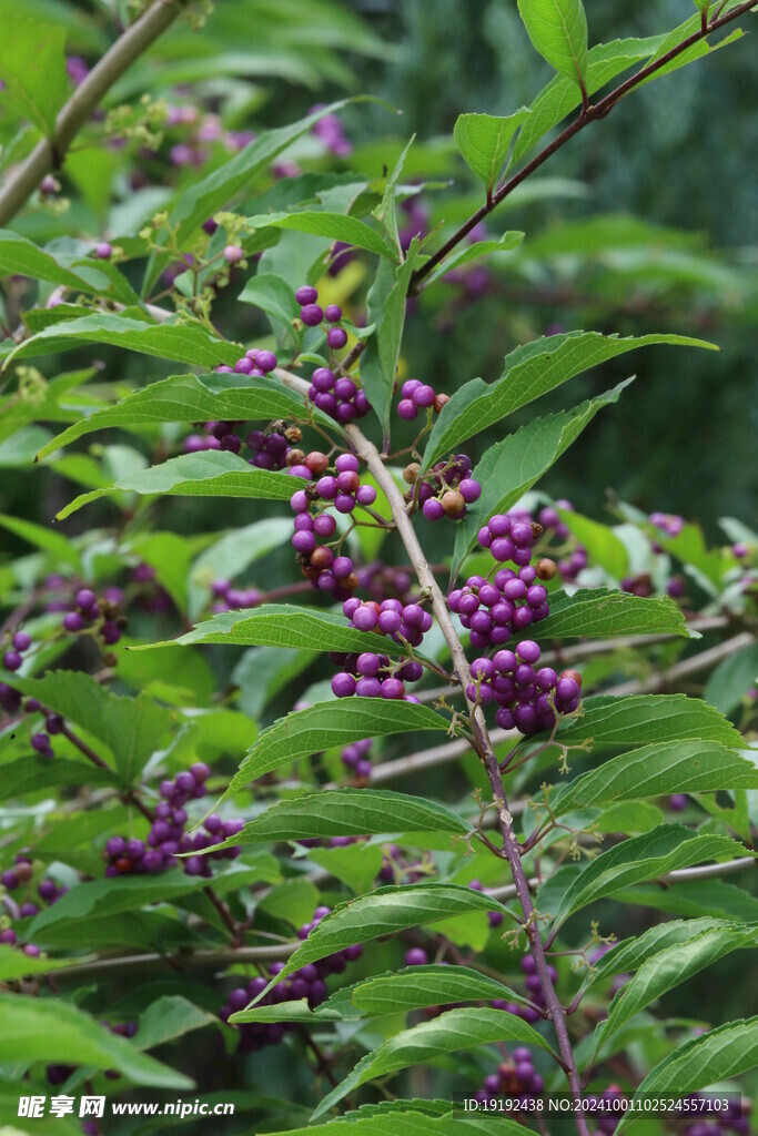 紫珠  