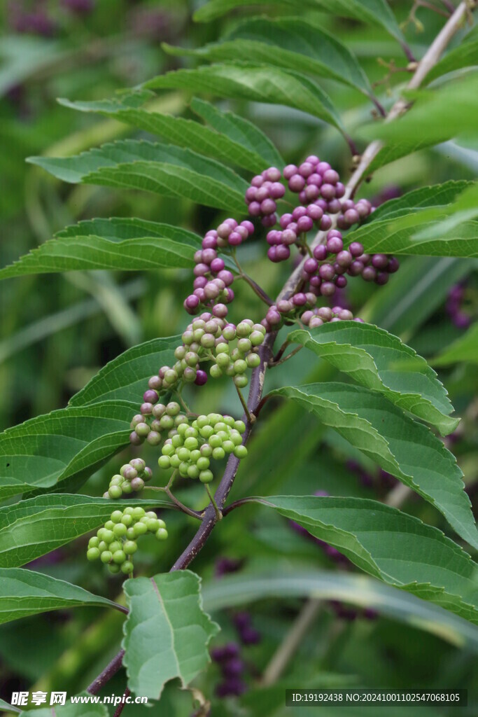 紫珠  