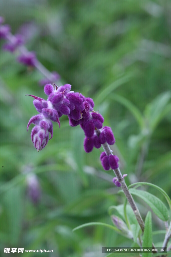 鼠尾草  
