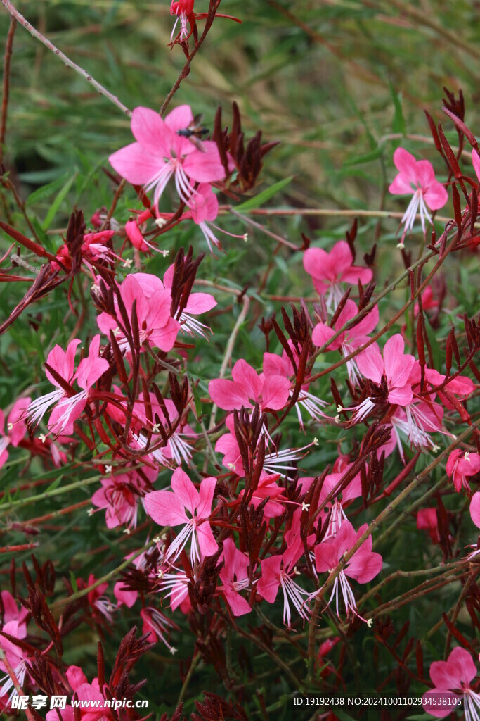 山桃草 