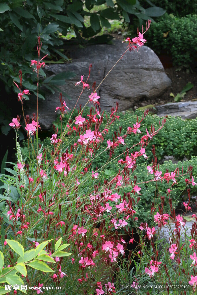 山桃草 