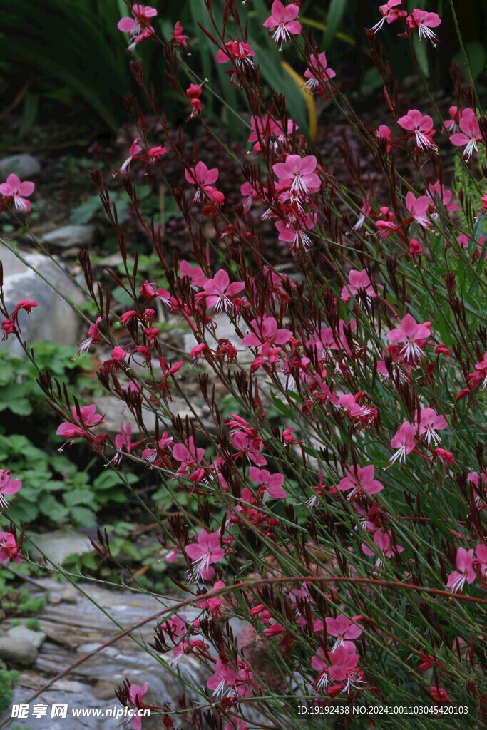 山桃草 
