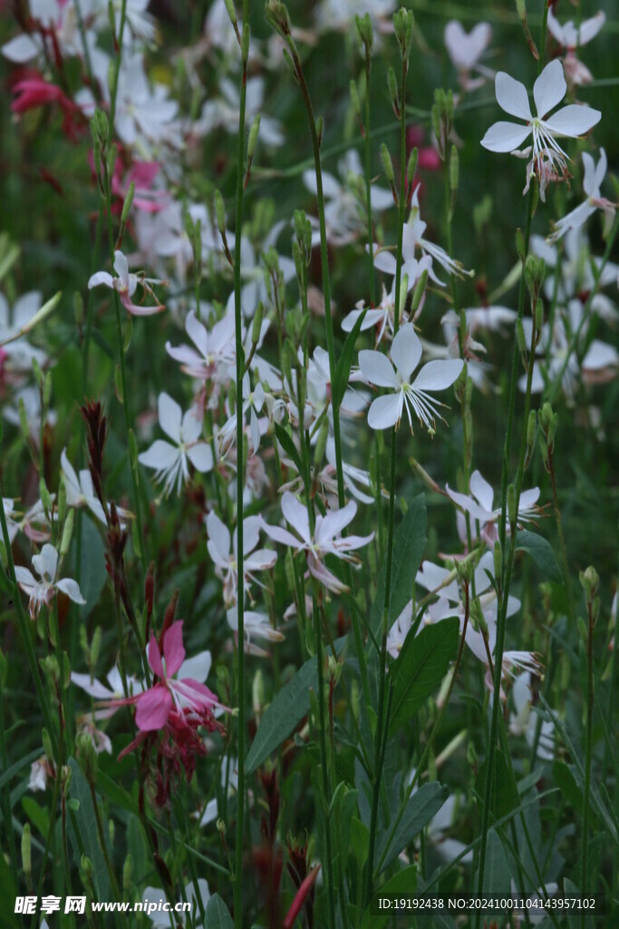 山桃草  
