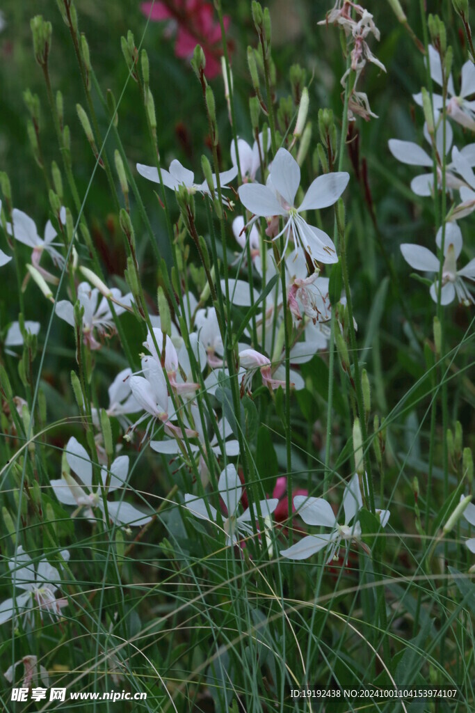 山桃草 