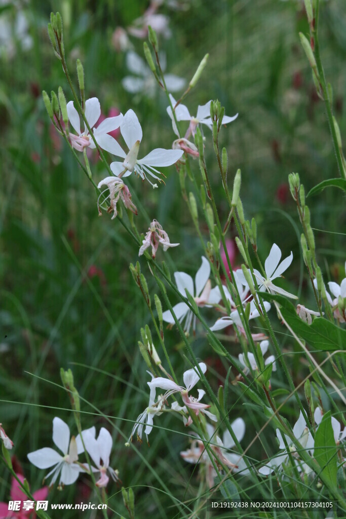 山桃草 