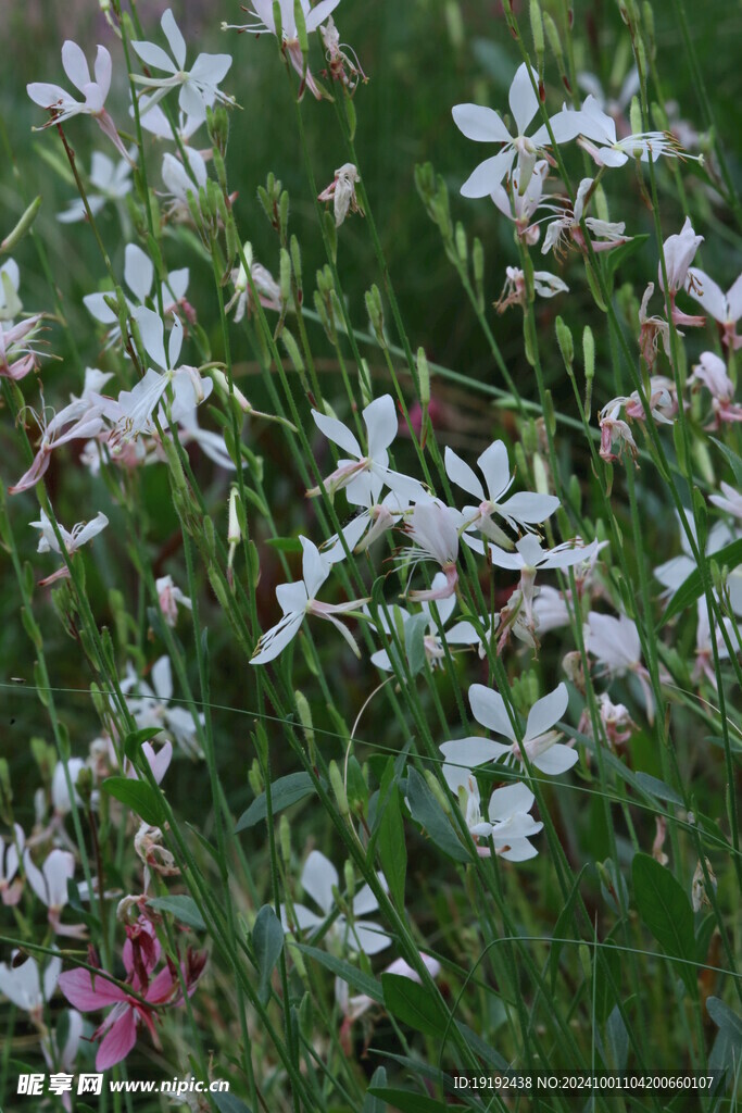 山桃草  