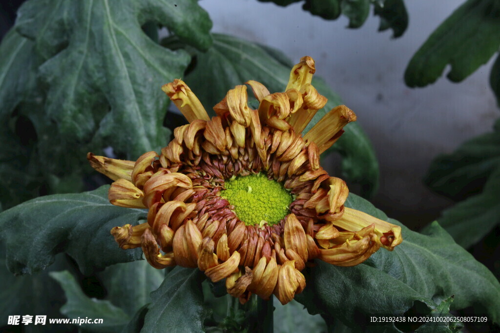 菊花 