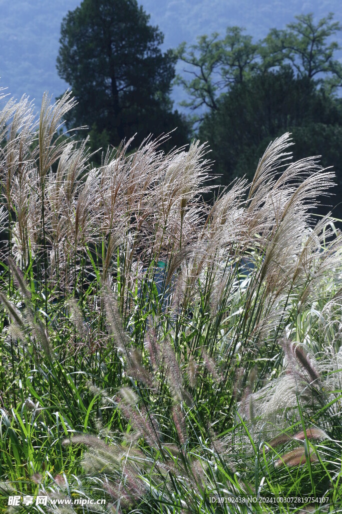 芒草风景  