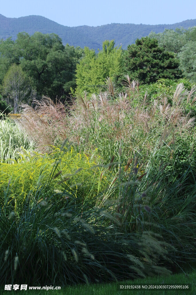 芒草风景 