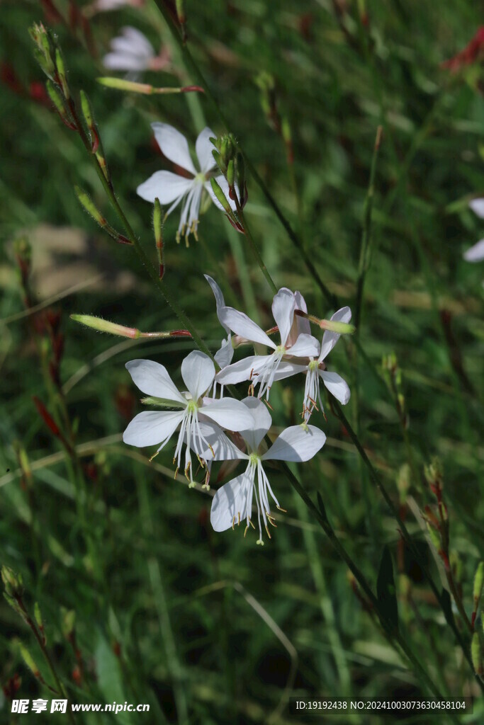 山桃草  