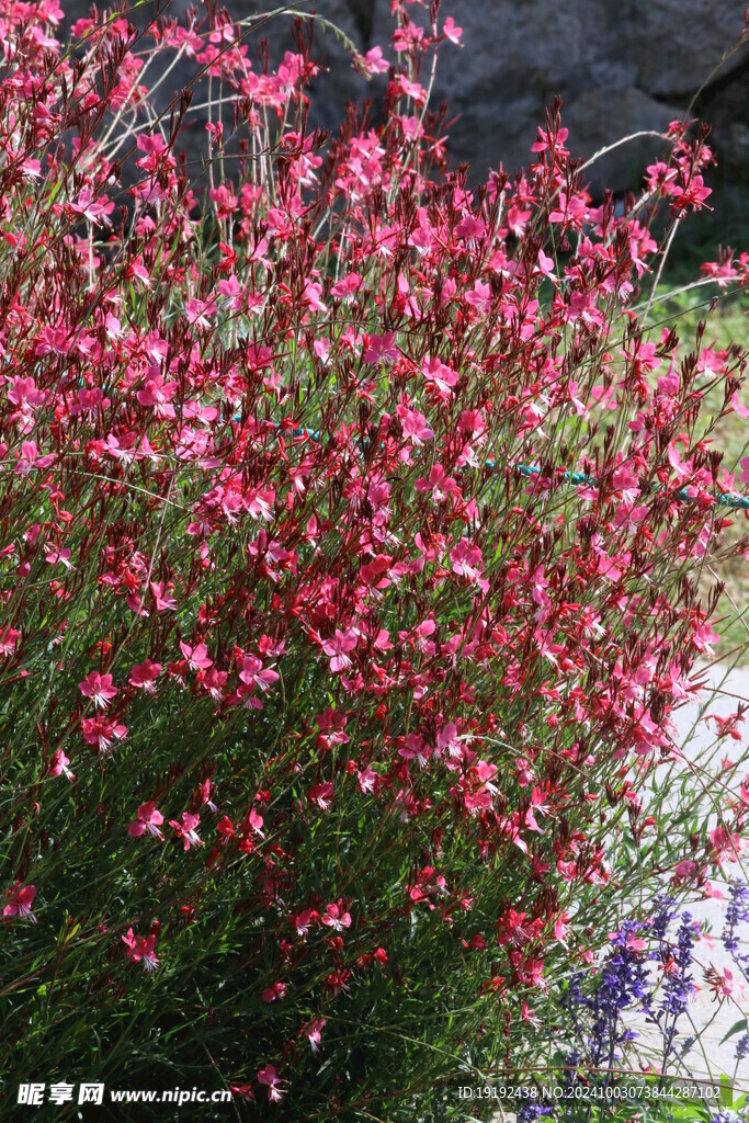 山桃草  