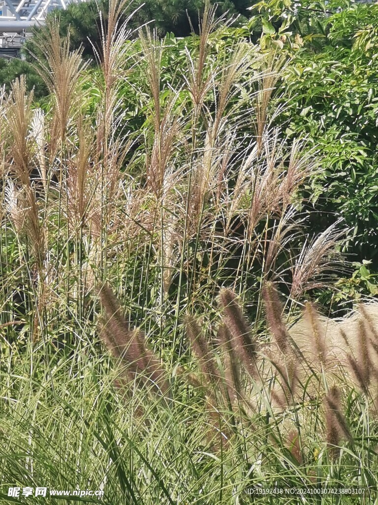 芒草风景  
