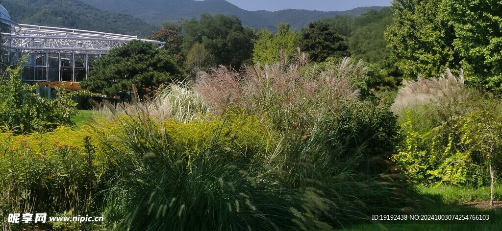 芒草风景  
