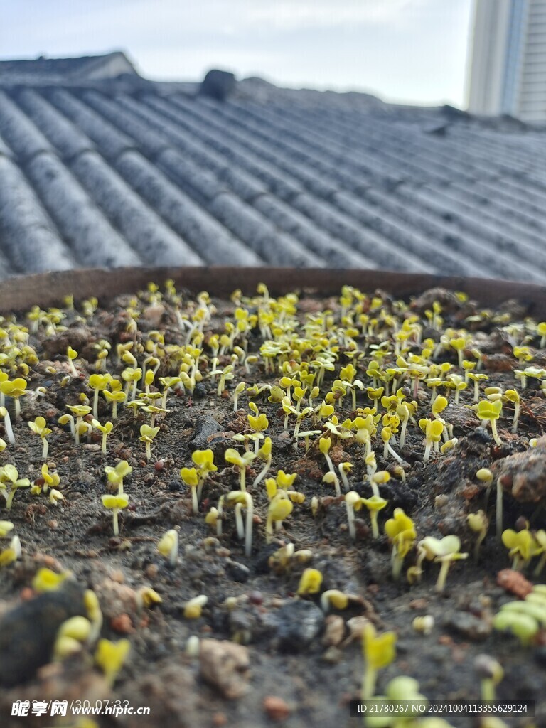 小白菜芽