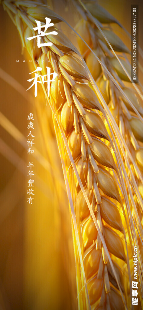 芒种节气宣传海报展板