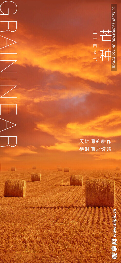 芒种节气宣传海报展板