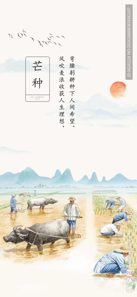 芒种节气宣传海报展板