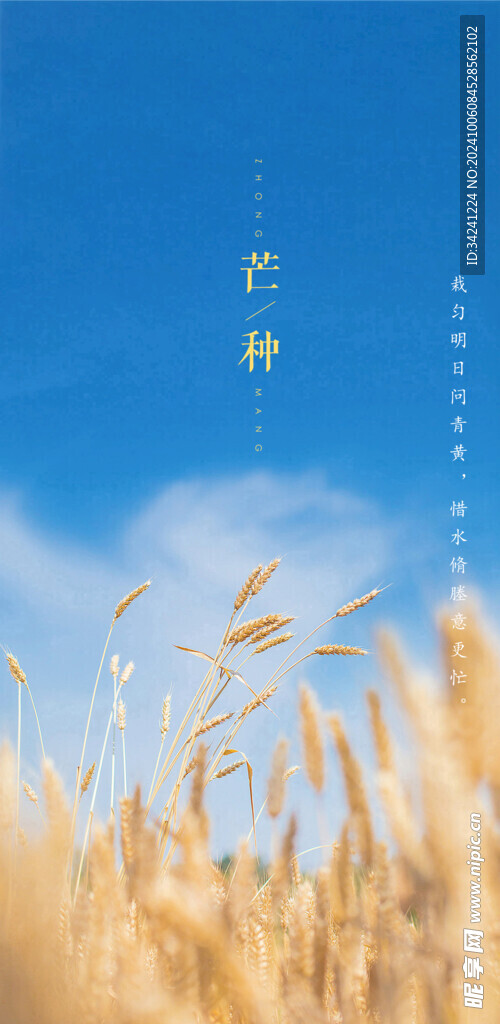 芒种节气宣传海报展板