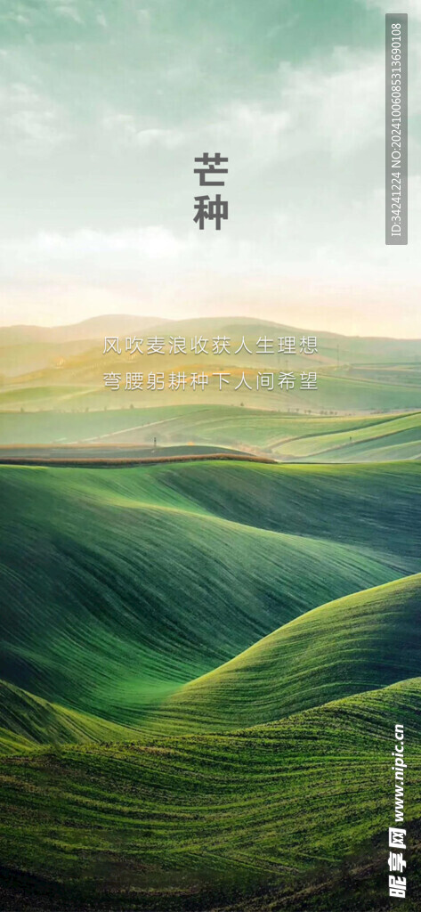 芒种节气宣传海报展板