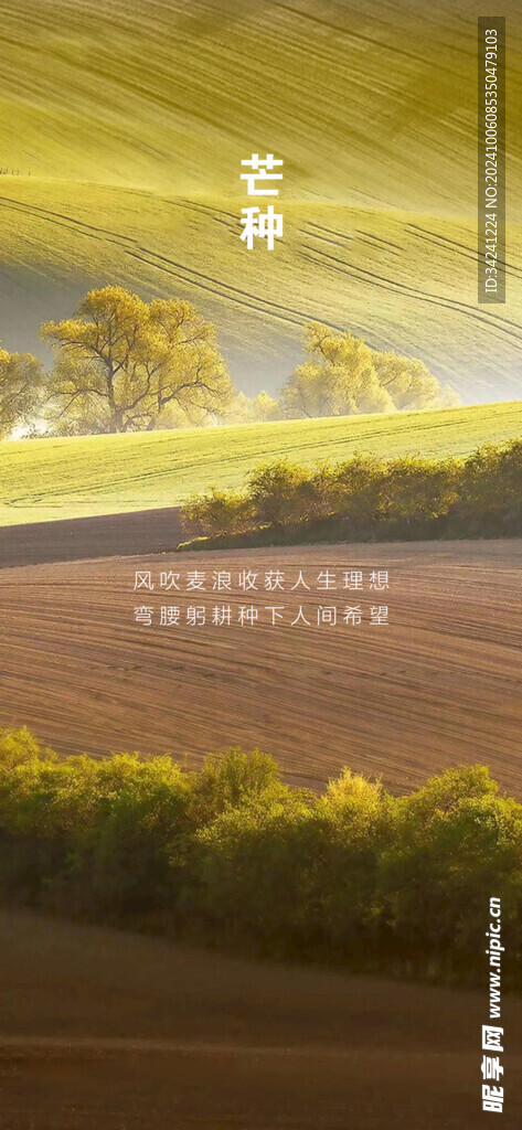 芒种节气宣传海报展板