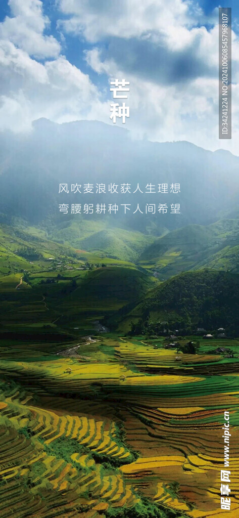 芒种节气宣传海报展板