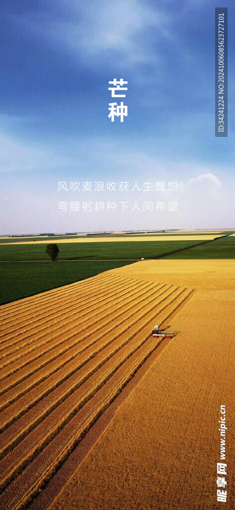 芒种节气宣传海报展板