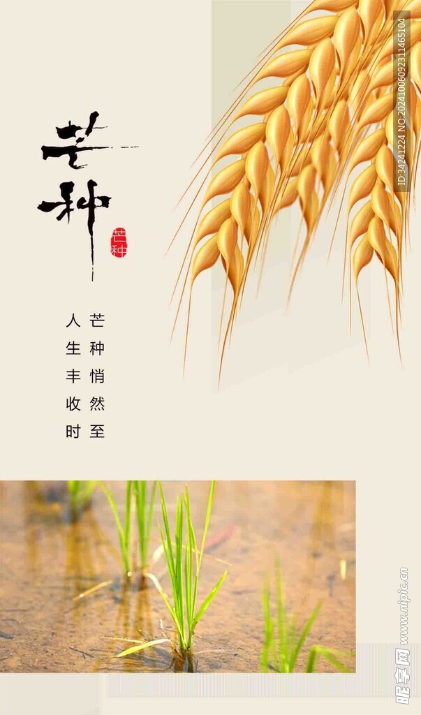 芒种节气宣传海报展板