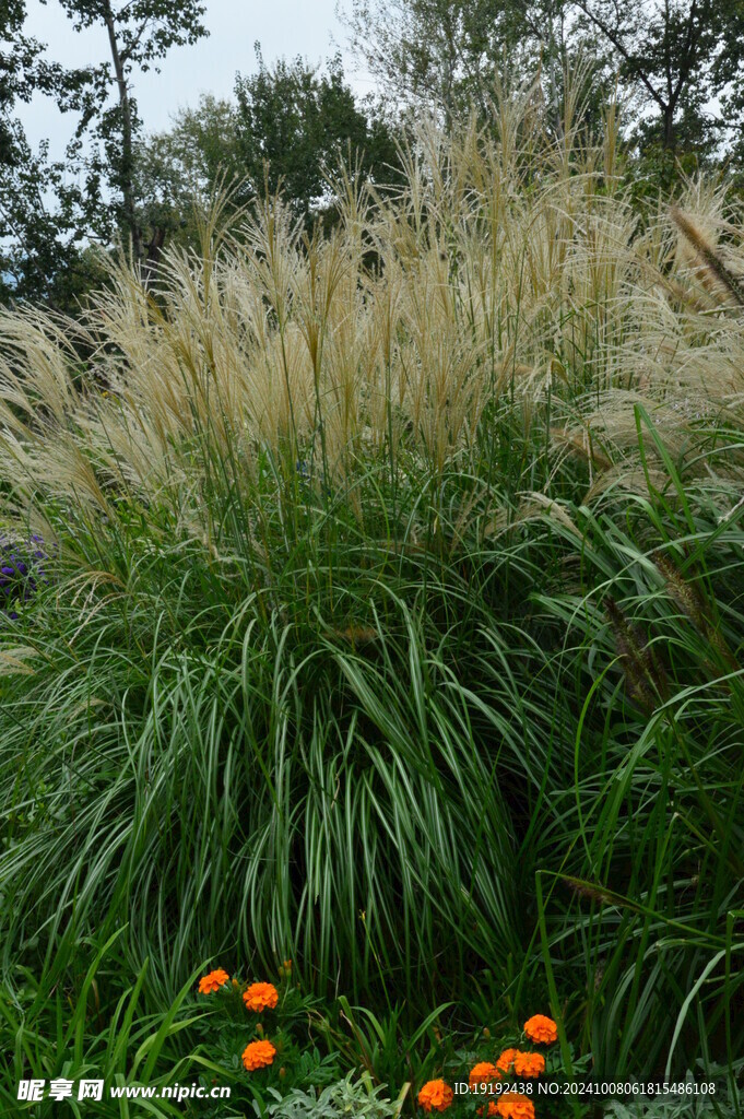 芒草  