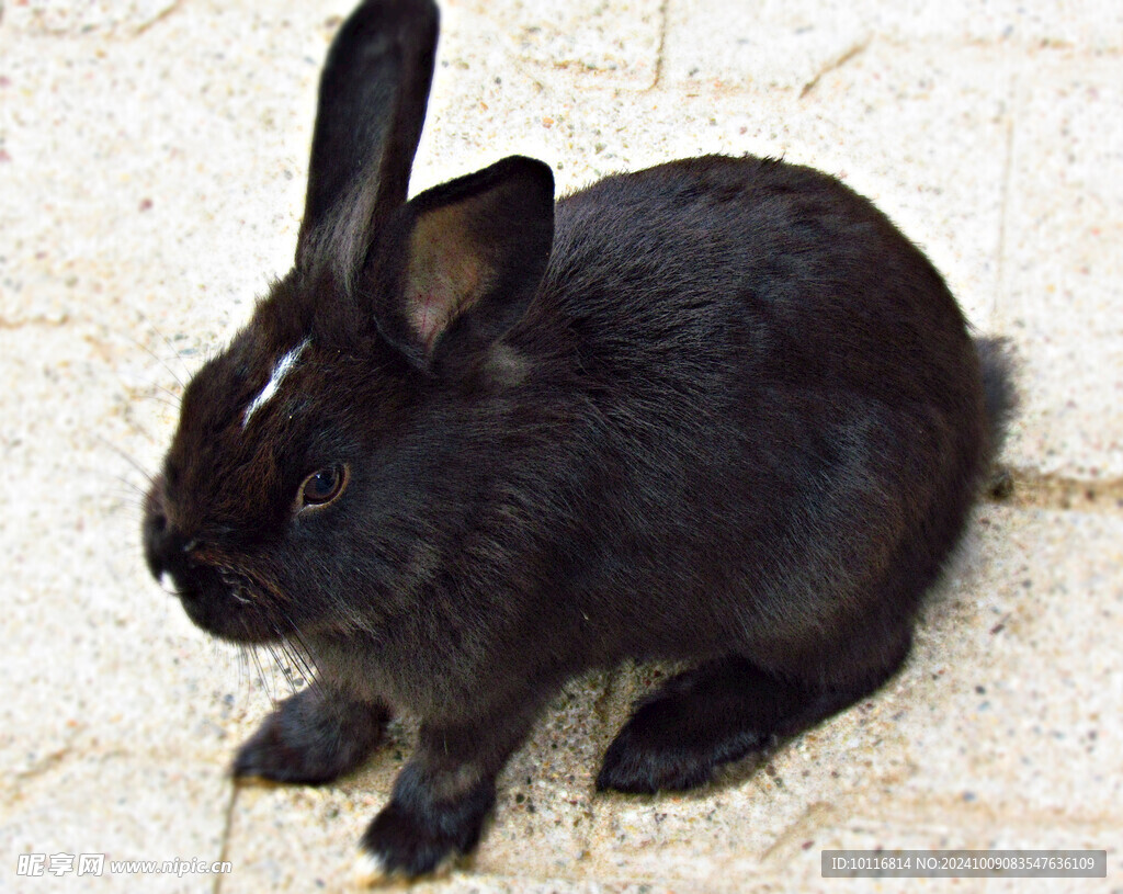 黑色兔子