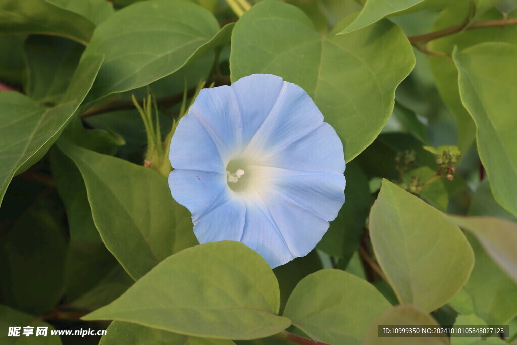 蓝色牵牛花