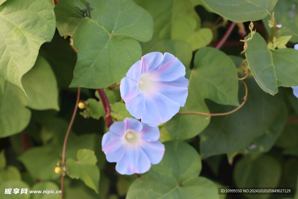 蓝色牵牛花