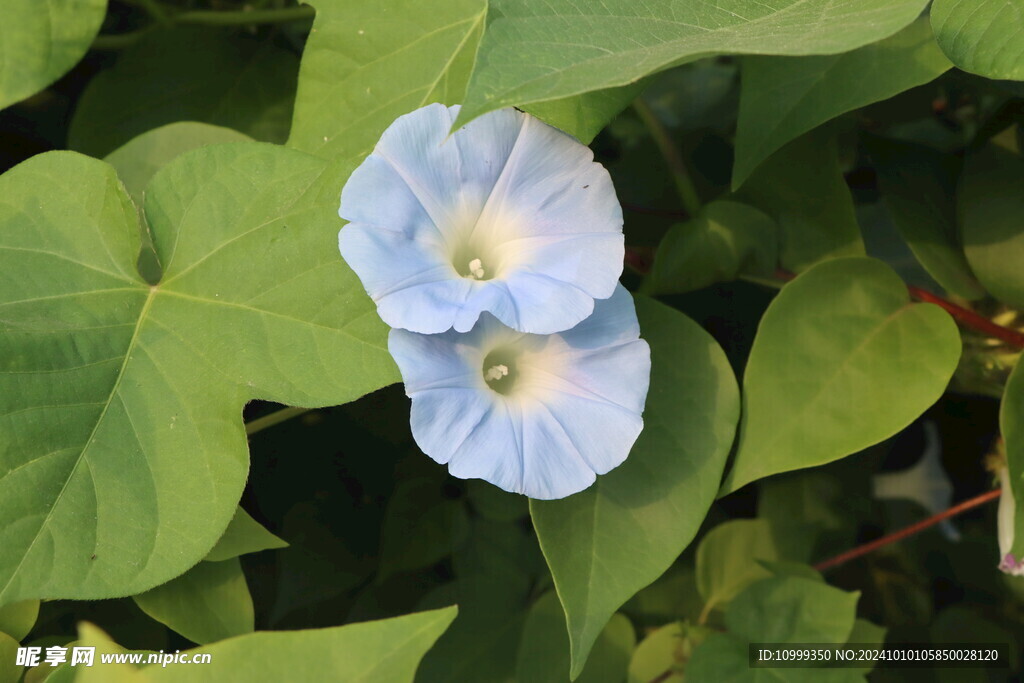 蓝色牵牛花