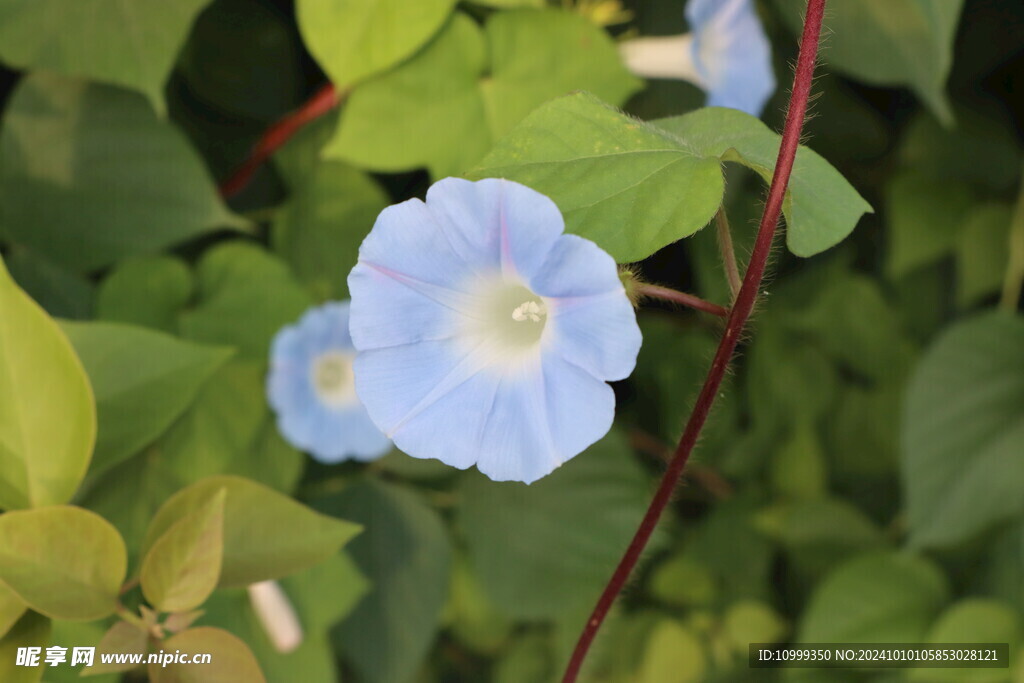 蓝色牵牛花