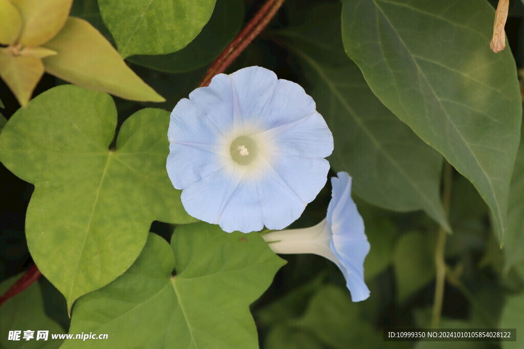 蓝色牵牛花