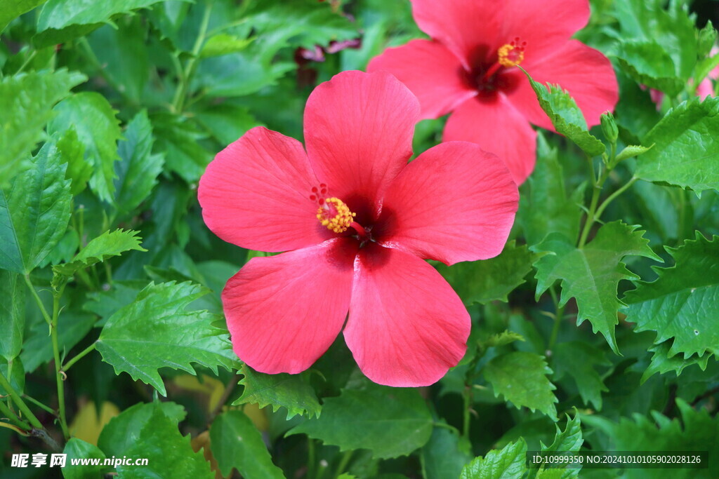 扶桑花