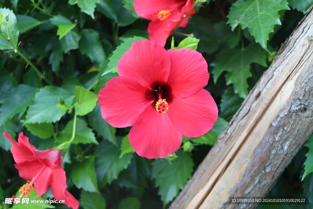 扶桑花