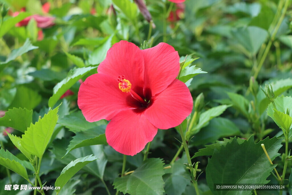 扶桑花