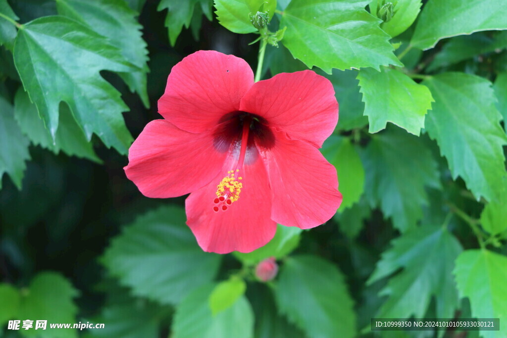 扶桑花