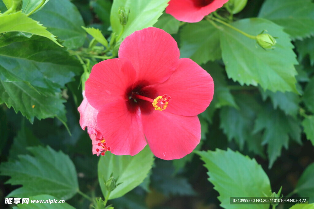 扶桑花