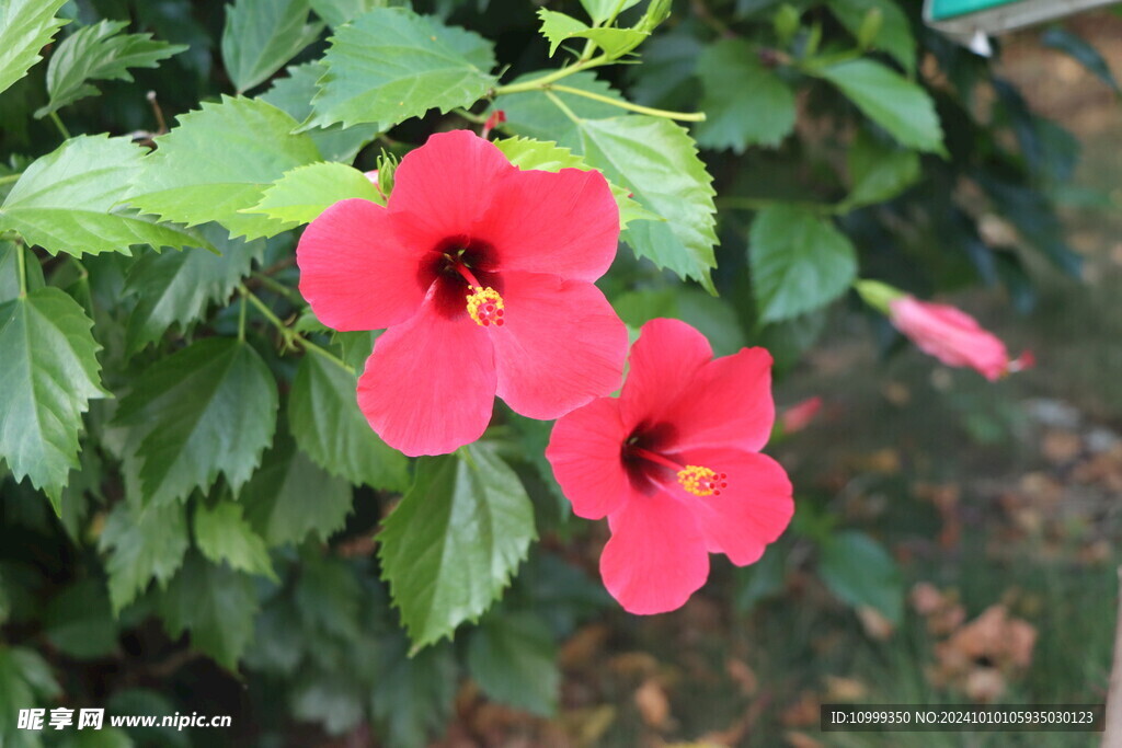 扶桑花